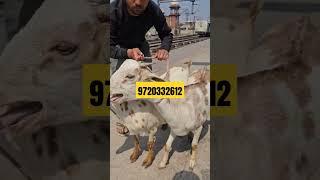 #goatfarming #barbarigoatfarm #barbarigoatfarming #barbarigoat #goatfarminginindia #goat #bakripalan