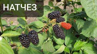 Ежевика Натчез.  Один из лучших сортов летней ежевики.  Описание и характеристики.