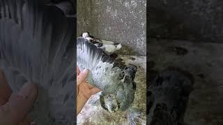 Takla vs Boinie       #porumbei #pigeon #takla #голуби #голубка #голубеводство #голубятник
