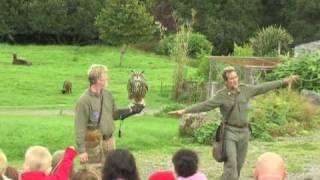 Eagles Flying - Sligo, Ireland - Irish Raptor Research Centre