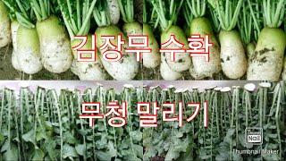 김장무 수확, 무청 말리기 / Harvest of Kimchi radish, Dry of radish leaves / 도시 텃밭 농부