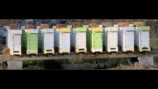 Honeybee Hive Splitting with new VSH Queens #honeybee #beekeeping