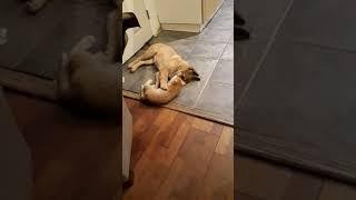 cat vs dog