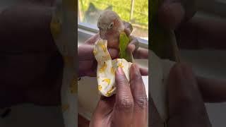 How to put diaper on conure bird#peach conure bird wearing diaper# conure bird diaper#