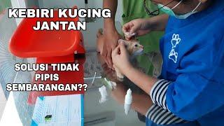 KEBIRI KUCING JANTAN SOLUSI PIPIS SEMBARANGAN??