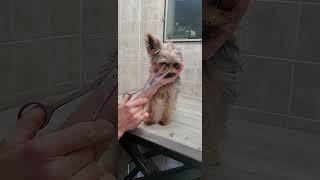 Trimming a dogs face with scissors demonstration, Yorkshire Terrier, dog grooming, no restraints