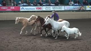 Liberty with 6 Horses - Dan James - Night of the Horse 2018 - Del Mar National Horse Show