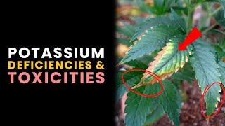 Potassium (K) Deficiencies, & Toxicities in Plants (Pt 2)