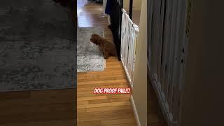 Dog Proof Fail!!! When There’s a Will, There’s a Way!