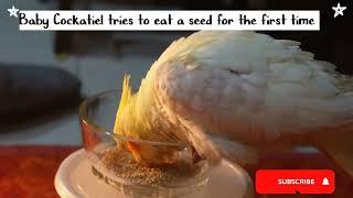 First Time Trying Seeds! sahani bird aviary #cockatiel #birds #youtube