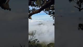 A rare sea of clouds moment at Mt. Talinis #seaofclouds #hiking #nature