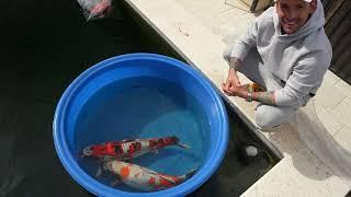 DRAGON KOI FISH COLLECTION - AMAZING KOI POND **BEST OF THE BEST**