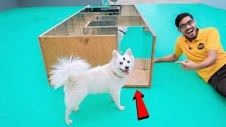 Dog In Mirror Maze | क्या कुत्ता भूलभुलैया में से निकल पायेगा? Very Surprising Results