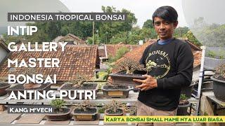 Gallery Bonsai Master nya Anting Putri dari Bandung , Kang M-Vech