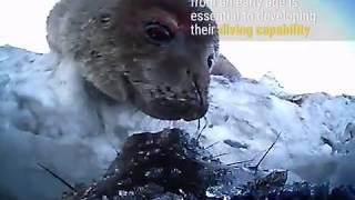 Weddell seals