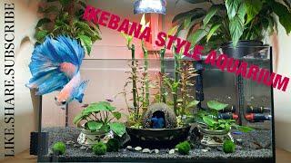 IKEBANA STYLE Betta 60p aquarium (Aquascape set up)