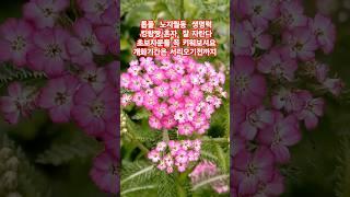 #톱풀 가격 착하고 노지월동 키우기 제일 쉽다