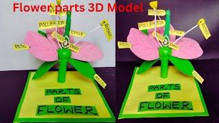 Flower Parts 3d Model School Project | Hibiscus flower parts | science project |