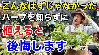 【目からウロコ】ハーブ栽培のコツをあなたにだけ教えます　　　【カーメン君】【エスビー】【初心者】