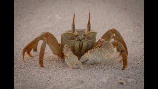 Dancing crab