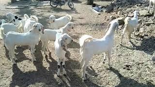 Lucky Goats Farm Ajmer in rajasthan all india supplier