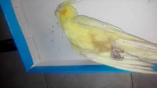 My Cocktail Pet Bird Parrot Going To Die |Sad Bird video