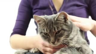 Why cats are amazing | Petplan UK