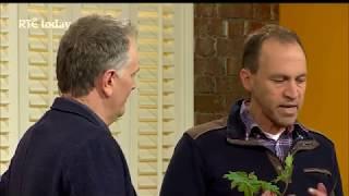 How to use plants in your Garden Design