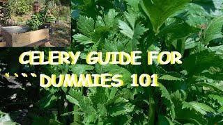 DUMMIES GUIDE TO GROWING OUTSTANDING ORGANIC CELERY!!!