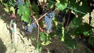 Sangiovese grape-- more info !