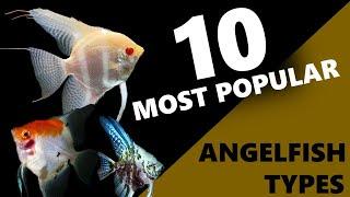 Top 10 Most Popular Angelfish Types | types of angelfish