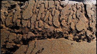 Sand ant farm - ants digging tunnels time lapse 4k #greentimelapse #gtl #timelapse