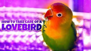 How to Take Care of a Lovebird?