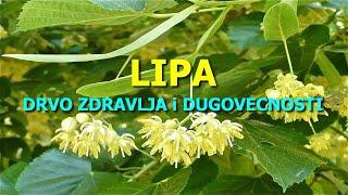 LIPA - DRVO ZDRAVLJA I DUGOVEČNOSTI