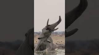 Elephant has a Blast at Bath Time