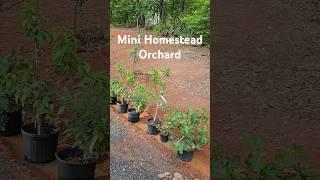 Mini Homestead Orchard #fruittrees #permaculture #homesteadlife #homesteadfamily #homestead