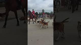 Foxhounds at Ongar ploughing match 2022