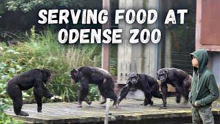 Up Close And Personal: Feeding Time with the Chimps!