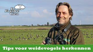 Tips voor weidevogels herkennen