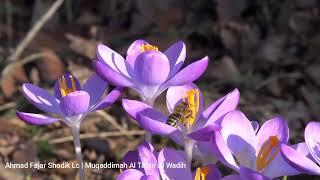التفسير الواضح | مقدمة
