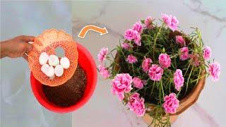 Growing fast moss rose use 2 natural fertilizer for plants