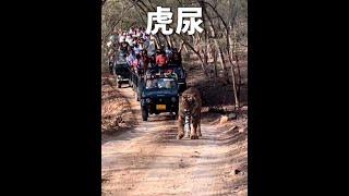 虎尿的殺傷力到底有多恐怖！ #老虎 #虎尿 #動物解說
