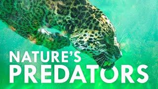 The Deadliest Predators You’ve Never Seen