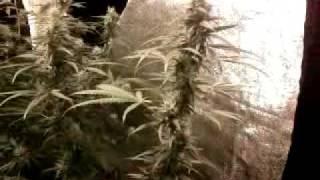 Arjans Ultra Haze #1 Greenhouse Seeds 6. week flowering grow