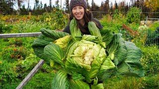 Harvest and Preserve Cabbage | Canned Coleslaw + Sauerkraut