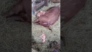 Pig Birth