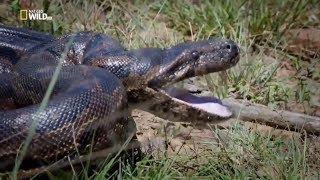 Документальные фильмы 2017 Африка Страшные и опасные змеи убийцы Питон Africa Snakes Nat Geo Wild HD