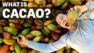 What Is Cacao? | Ep.104 | Craft Chocolate TV
