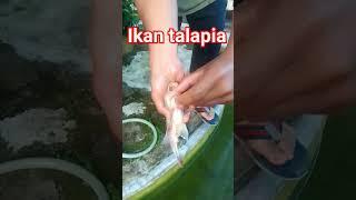 TELUR IKAN , CUCI KOLAM TALAPIA !!