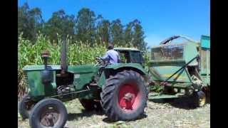 Picado de Sorgo Dulce con Fermentos Biotec